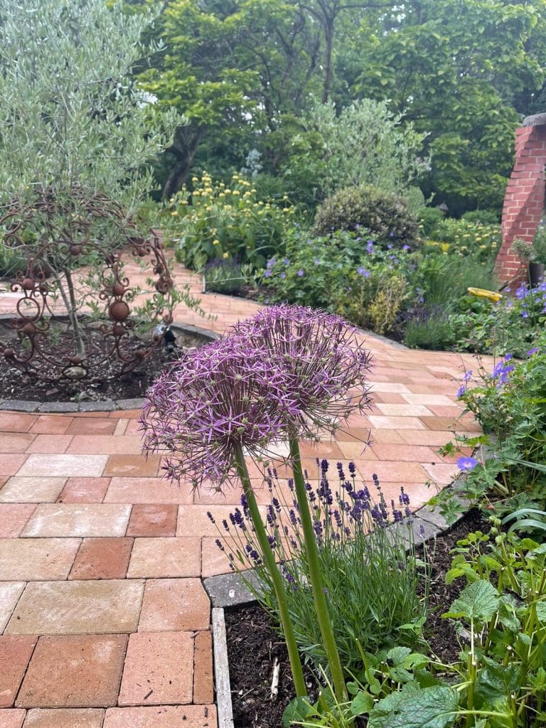 Close-up of a large allium flower with purple blooms in a garden. It is surrounded by various plants and flowers, with a brick pathway curving through the greenery. A tall brick wall is visible in the background.